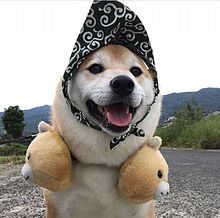 可愛い 犬 面白の画像62点 完全無料画像検索のプリ画像 Bygmo