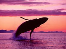 夕焼けとクジラ プリ画像