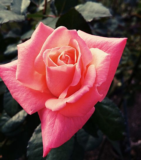 roseの画像 プリ画像