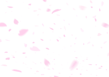     桜の花びら   ( 背景透過 )の画像(桜 素材 花びらに関連した画像)