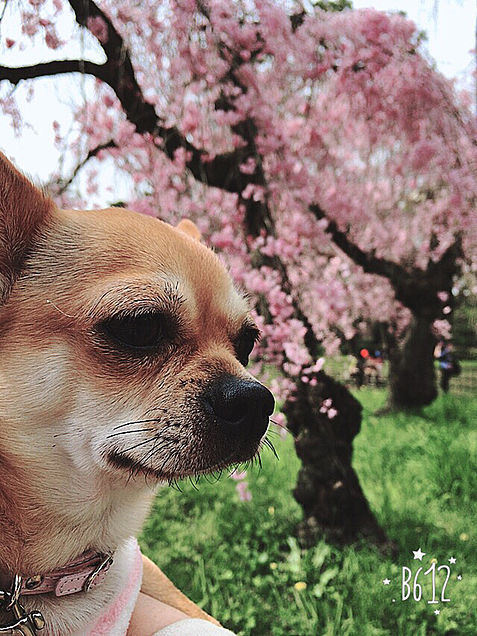 愛犬の春の画像(プリ画像)
