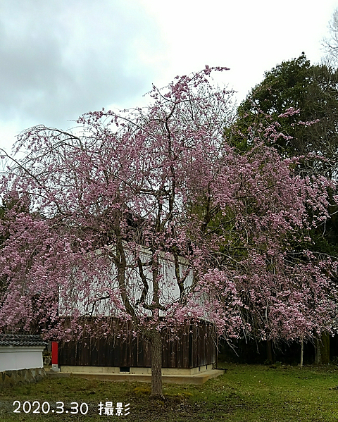 桜 癒しの画像75点 完全無料画像検索のプリ画像 Bygmo