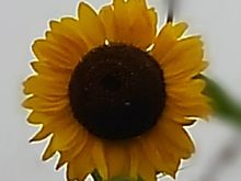 ひまわり 花の画像1423点 完全無料画像検索のプリ画像 Bygmo