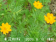 キバナコスモスの画像(秋の花に関連した画像)