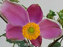 ピンク色シュウメイギクの画像(秋の花に関連した画像)