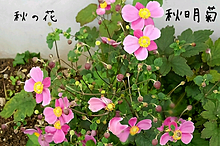 桃色秋明菊の画像(秋の花に関連した画像)