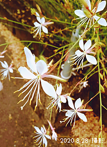 可愛い花の画像55点 完全無料画像検索のプリ画像 Bygmo