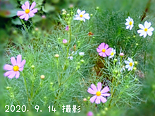 コスモス 花の画像536点 完全無料画像検索のプリ画像 Bygmo