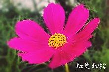 紅色秋桜🌼の画像(実写加工に関連した画像)