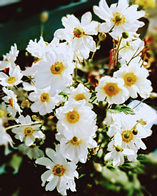 秋明菊。の画像(シュウメイギクに関連した画像)