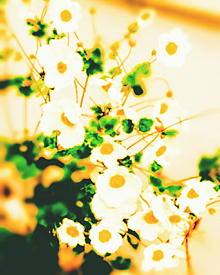 秋明菊。の画像(シュウメイギクに関連した画像)