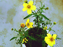 コスモス 花の画像5点 完全無料画像検索のプリ画像 Bygmo