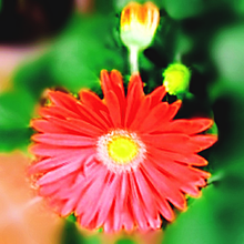 花。の画像(ガーベラに関連した画像)