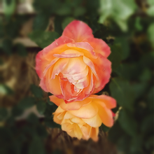 薔薇🌹の画像(自然に関連した画像)