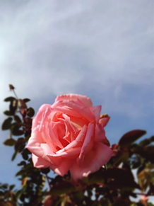 薔薇🌹の画像(自然に関連した画像)