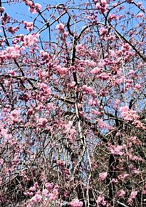 シダレザクラ（八重紅枝垂れ桜）の画像(ピンク色の花に関連した画像)