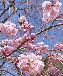 シダレザクラ（八重紅枝垂れ桜）の画像(ピンク色に関連した画像)