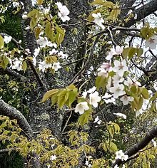 葉桜🌸の画像(葉桜に関連した画像)