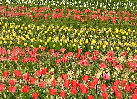 🌷畑（赤，ピンク，黄，白）の画像 プリ画像