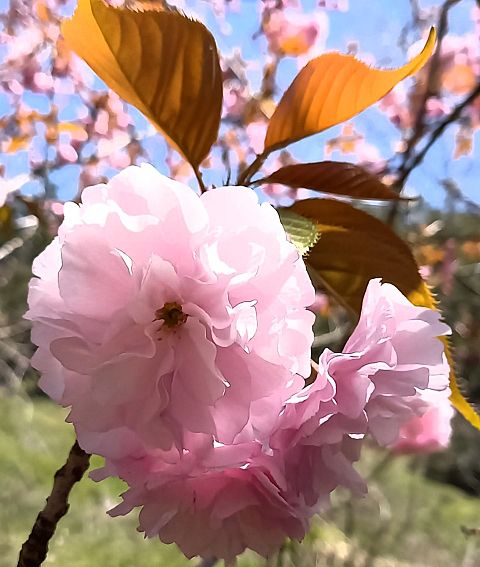 八重桜の画像150点 完全無料画像検索のプリ画像 Bygmo