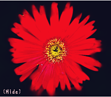 花🌼の画像(ガーベラに関連した画像)