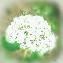 花💠の画像(アナベルに関連した画像)
