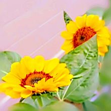夏の花の画像309点 完全無料画像検索のプリ画像 Bygmo
