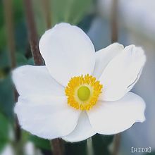 秋明菊💮（白）の画像(シュウメイギクに関連した画像)