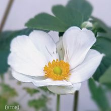 秋明菊💮（白）の画像(シュウメイギクに関連した画像)