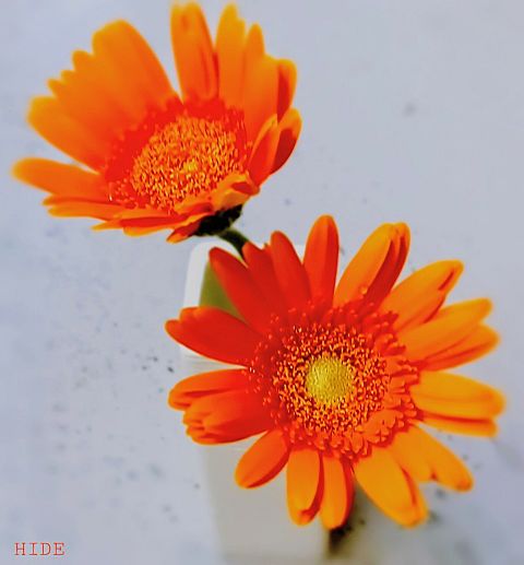 切り花（ガーベラ）の画像 プリ画像