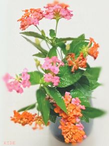 小葉のランタナ．切り花の画像(実写加工に関連した画像)