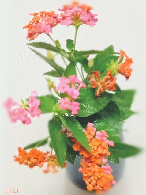 小葉のランタナ．切り花の画像 プリ画像