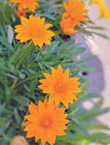 オレンジ 花の画像853点 完全無料画像検索のプリ画像 Bygmo