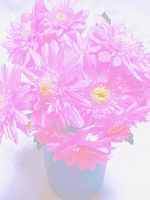 切り花（菊系の花）の画像(実写加工に関連した画像)