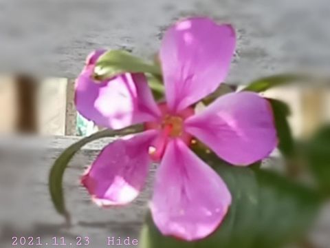 花の画像 プリ画像