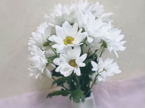スプレー白小菊の画像 プリ画像