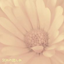 カレンジュラ　キンセンカ　花言葉の画像(#花言葉に関連した画像)