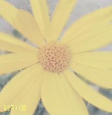 ユリオプスデージ　花言葉の画像(ユリオに関連した画像)