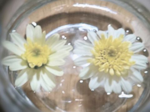 花　ボンザマーガレット　水の画像 プリ画像