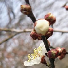 梅の花の画像103点 完全無料画像検索のプリ画像 Bygmo