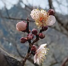 梅園　梅の花の画像(梅園に関連した画像)