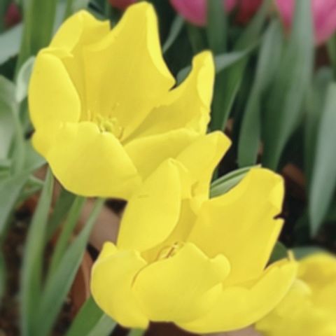 春　花　チューリップの画像 プリ画像