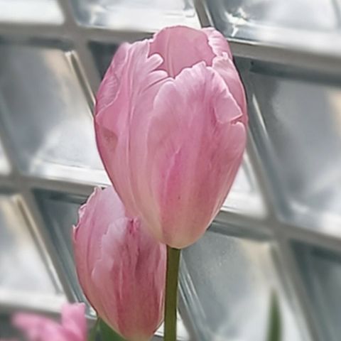 春　花　チューリップの画像 プリ画像