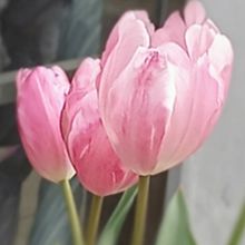 春　花　チューリップの画像(黄に関連した画像)