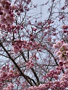 桜　八重桜　枝垂れ桜の画像(花見に関連した画像)