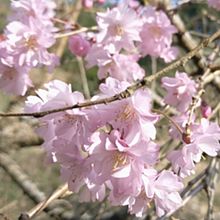 桜　八重桜　枝垂れ桜の画像(ザクラに関連した画像)