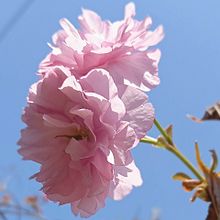 八重桜　カンザン　セキヤマの画像(ザクラに関連した画像)