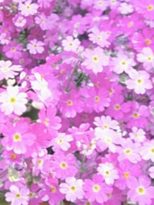花　芝桜　桜草の画像(ザクラに関連した画像)