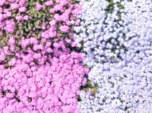 花　芝桜　桜草の画像(ザクラに関連した画像)