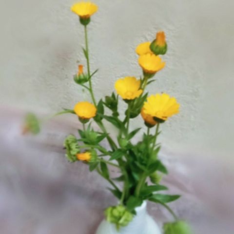 花　スターチス　姫金盞花の画像 プリ画像
